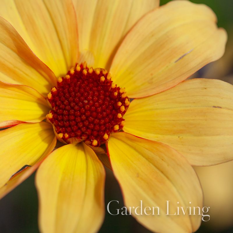 Georgine 'Bishop of York - Dahlia x cultorum. 1 stk.