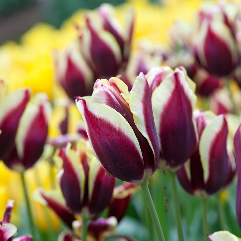 Tulipan 'Gavota', triumphtulipan - 10 stk