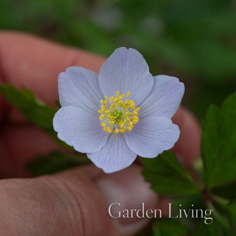 Hvitveis 'Parlez Vous’ - Anemone nemorosa- 1 stk 