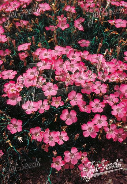 Hovedbilde Purpurnellik - Dianthus pavonius