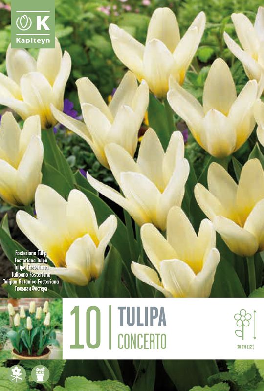 Tulipan 'Concerto', fosterianahybrid - 10 stk