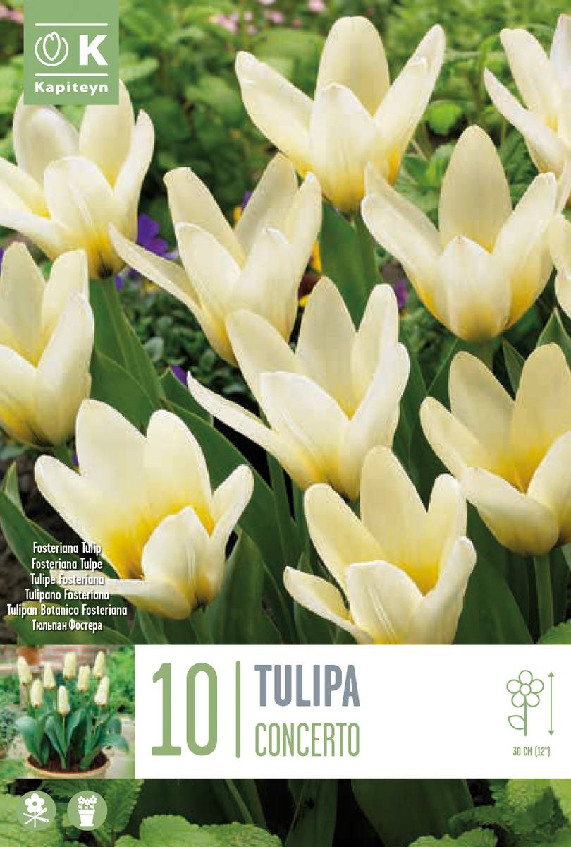 Tulipan 'Concerto', fosterianahybrid - 10 stk