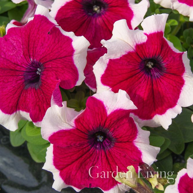 Hovedbilde Petunia 'Limbo Burgundy Picotee' F1 - Petunia grandiflora