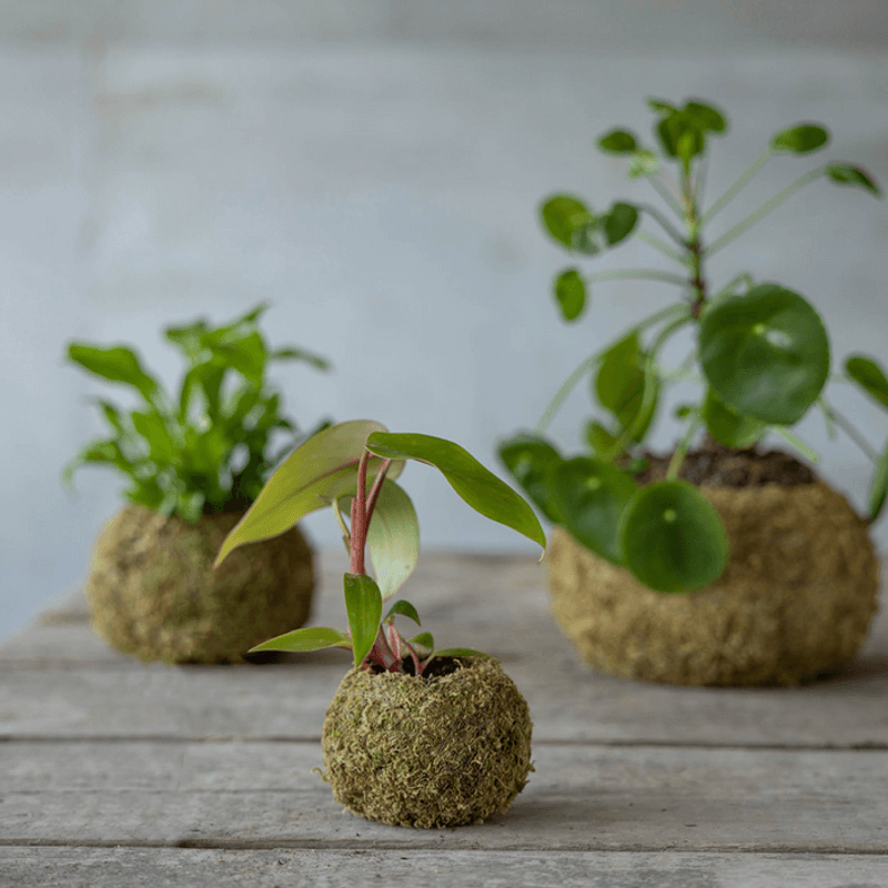 Kokedama - ball - S