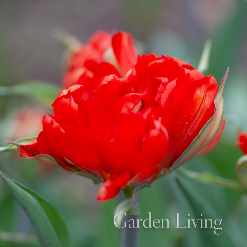 Tulipan 'Love Valley', fosterianahybrid - 5 stk