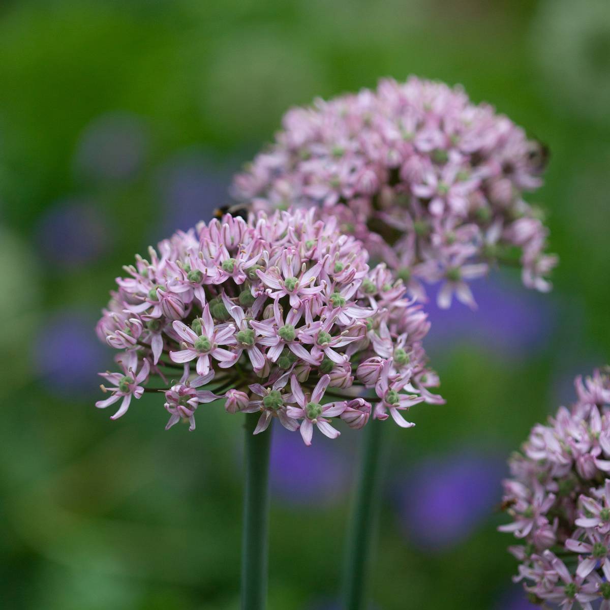 Prydløk 'Pink Jewel' - 2 stk