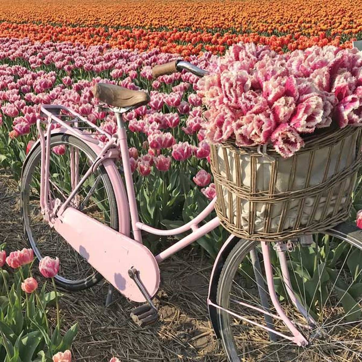 Tulipan 'Hawaii', frynsetulipan - 10 stk