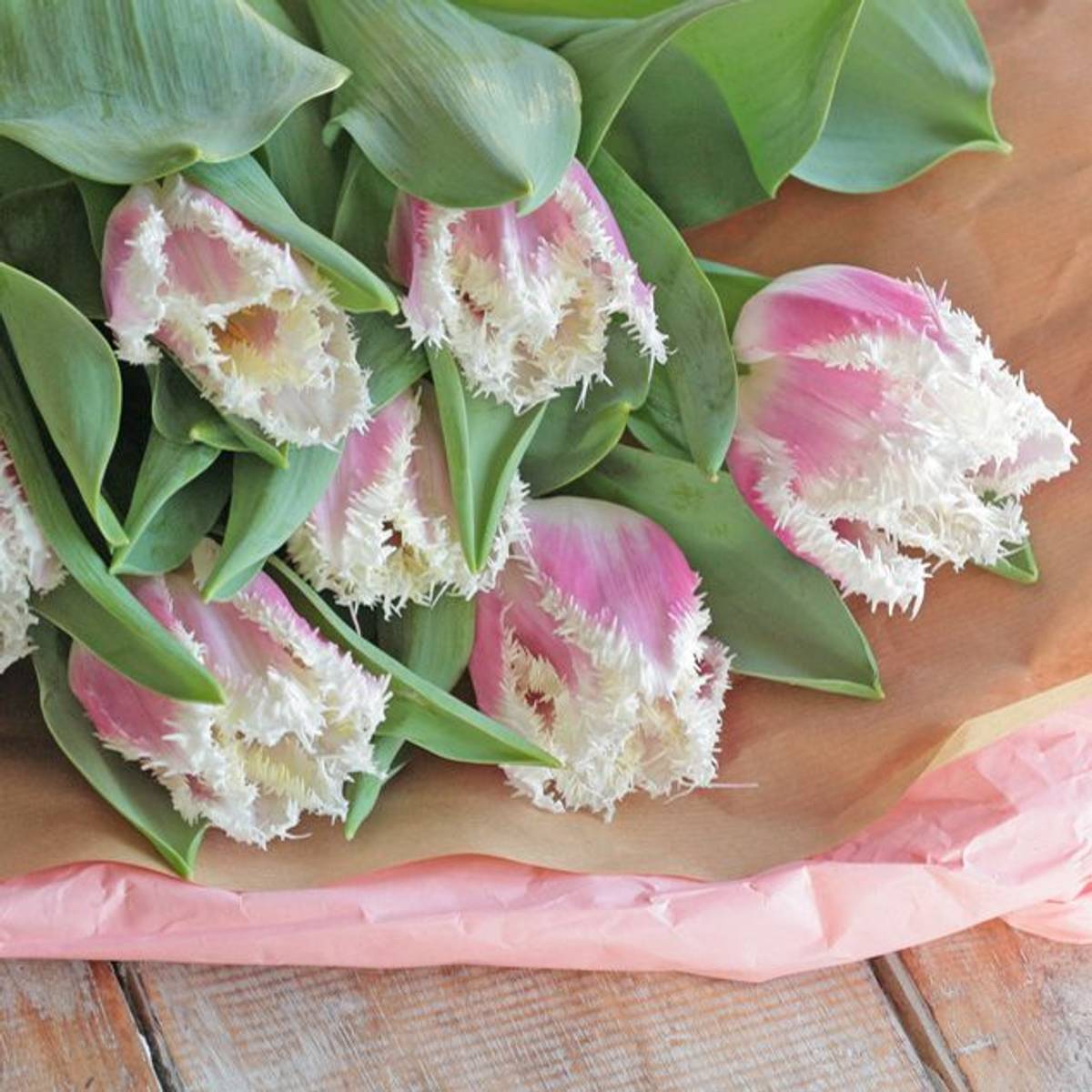 Tulipan 'Hawaii', frynsetulipan - 10 stk