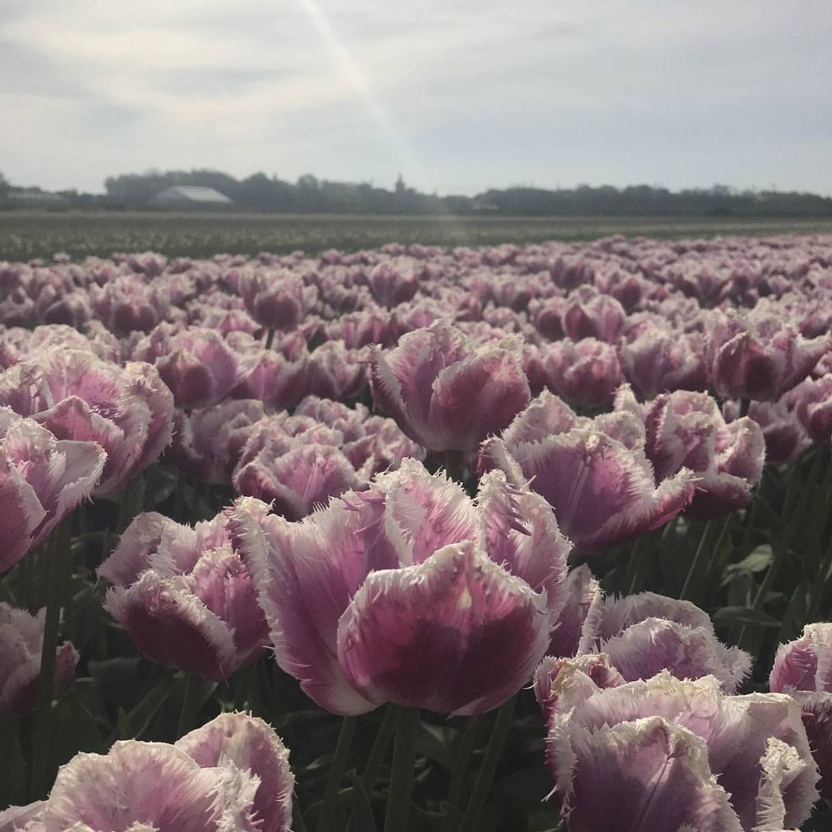 Tulipan 'Hawaii', frynsetulipan - 10 stk