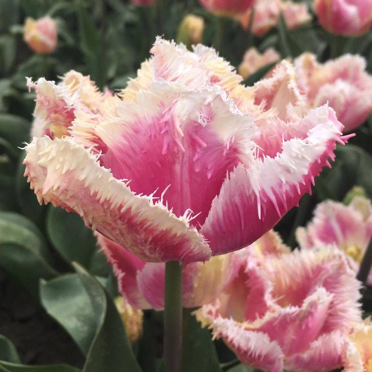 Tulipan 'Hawaii', frynsetulipan - 10 stk