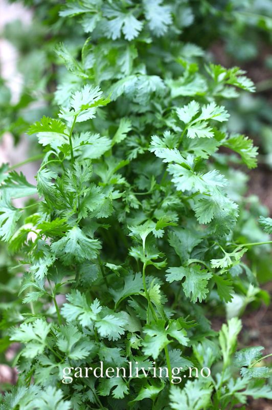 Koriander 'Cilantro' - Coriandrum sativum