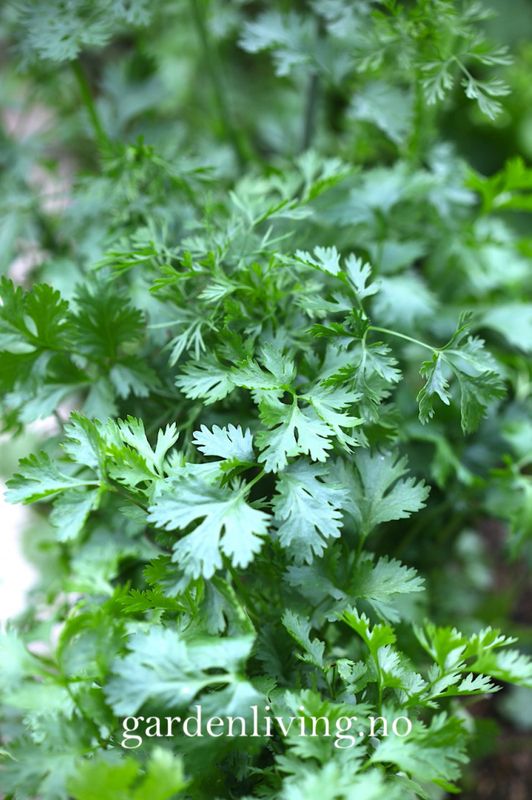 Koriander 'Cilantro' - Coriandrum sativum