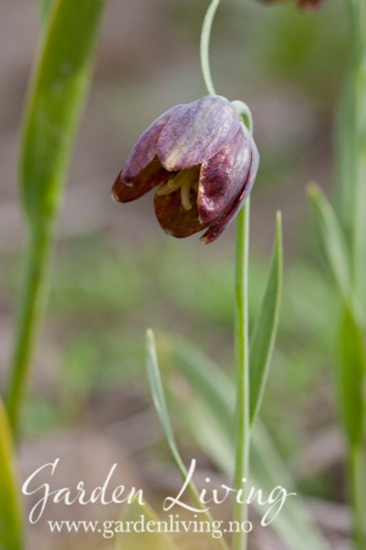 Fritillaria davisii - 2 stk 