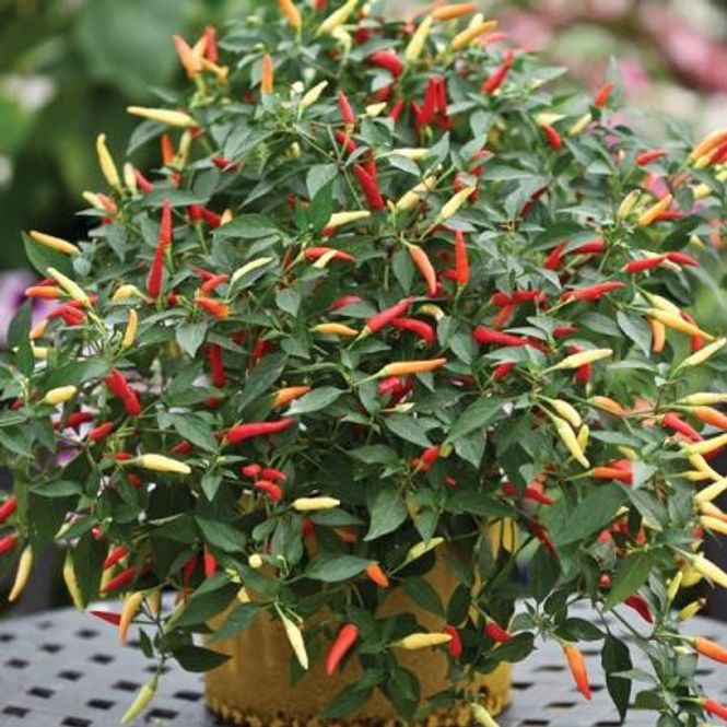 Hovedbilde Chilipepper 'Basket of Fire' - Capsicum annuum