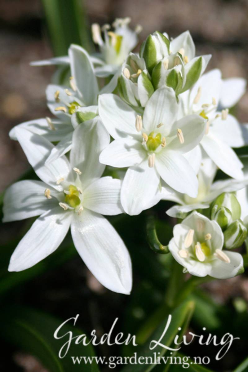 Fuglestjerne - Ornithogalum balansae - 10 stk
