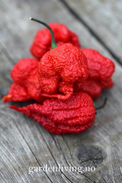 Hovedbilde Chilipepper 'Carolina Reaper' verdens nest sterkeste! - ...