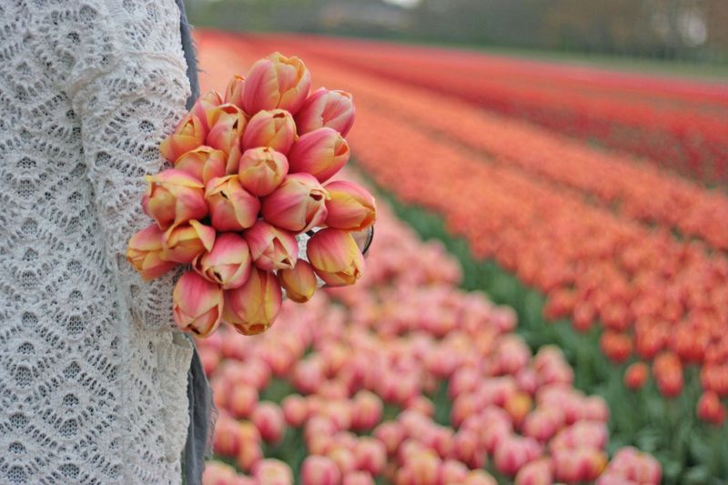 Tulipan 'Marit', darwinhybrid - 10 stk