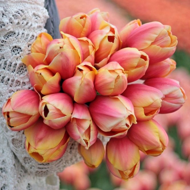 Hovedbilde Tulipan 'Marit', darwinhybrid - 10 stk