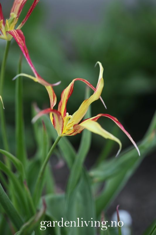 Tulipa acuminata - 1 stk 