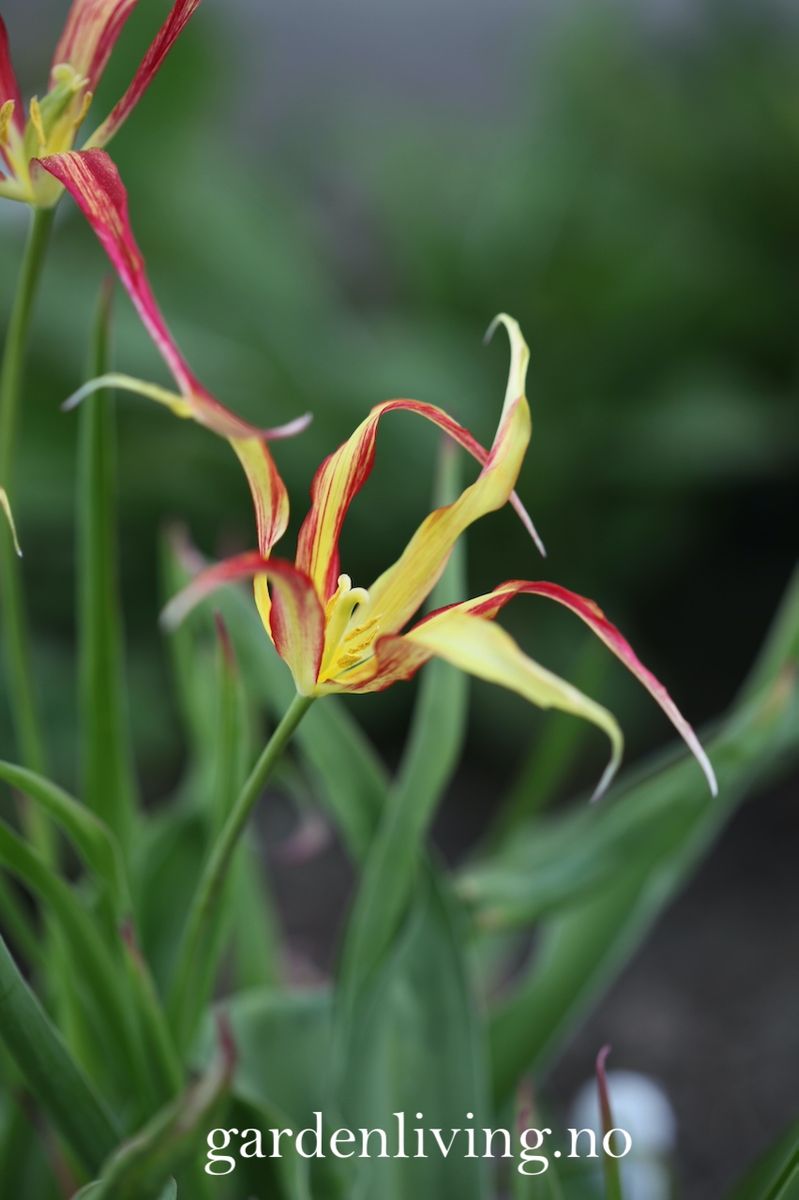 Tulipa acuminata - 1 stk 