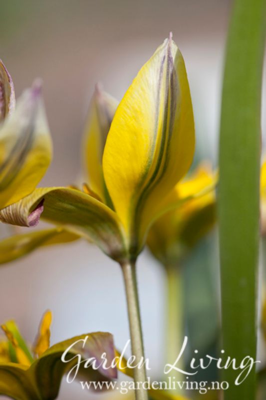 Skjermtulipan - Tulipa tarda - 10 stk