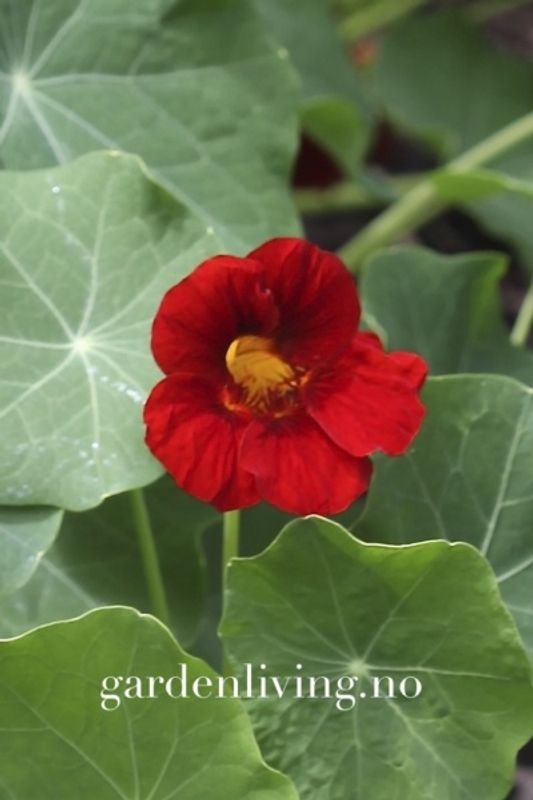 Blomkarse 'Mahogany Gleam' - Tropaeolum majus