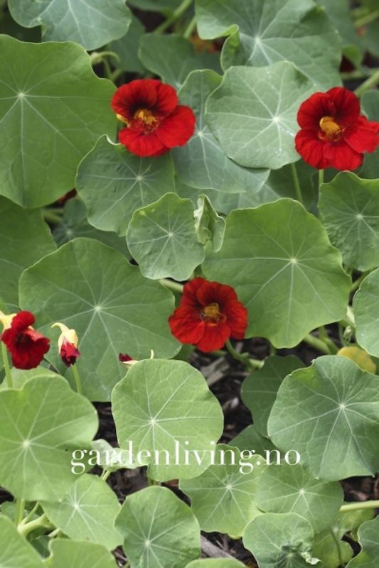 Blomkarse 'Mahogany Gleam' - Tropaeolum majus