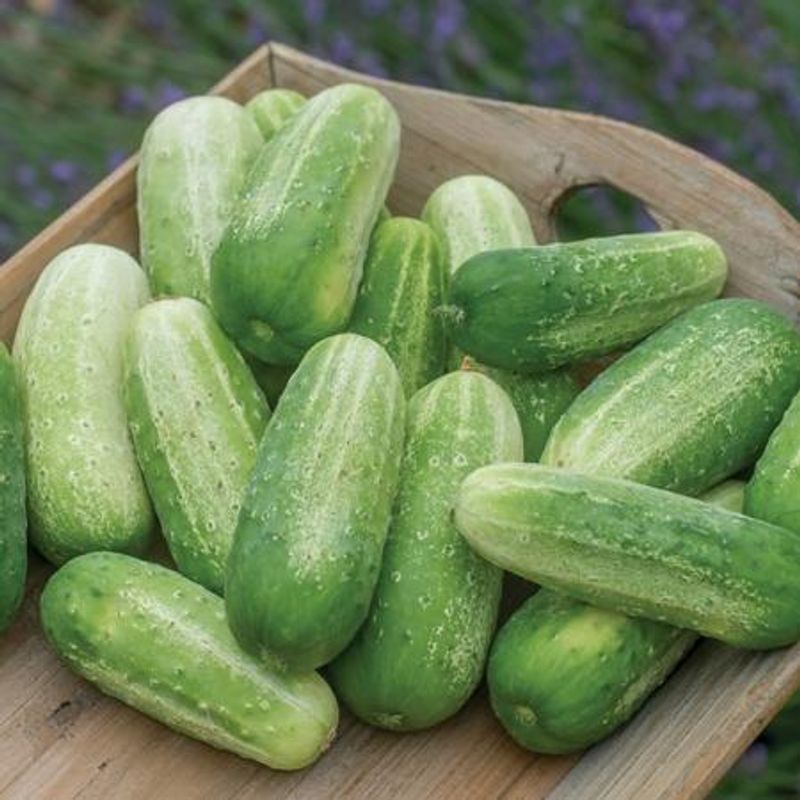 Sylteagurk 'Picklebush' - Cucumis sativus