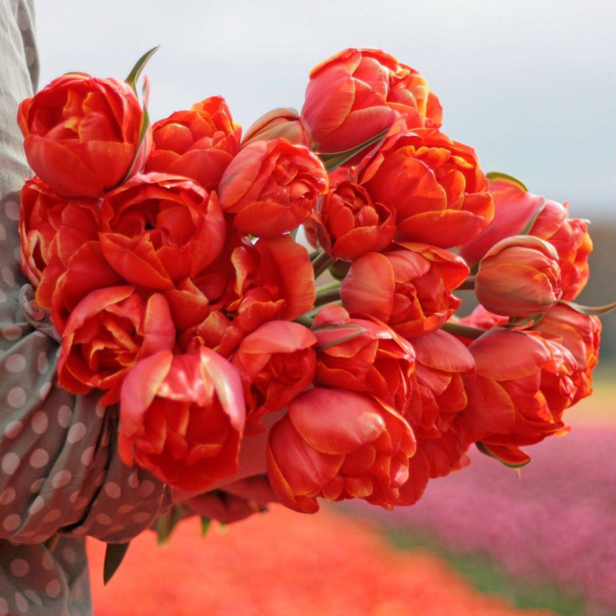 Tulipan 'Queensday', sen dobbel - 10 stk