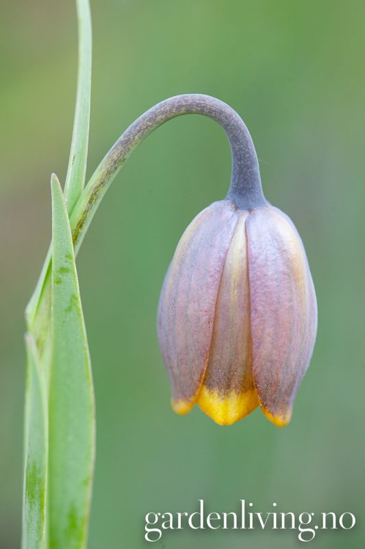 Druehode - Fritillaria uva-vulpis 15 stk