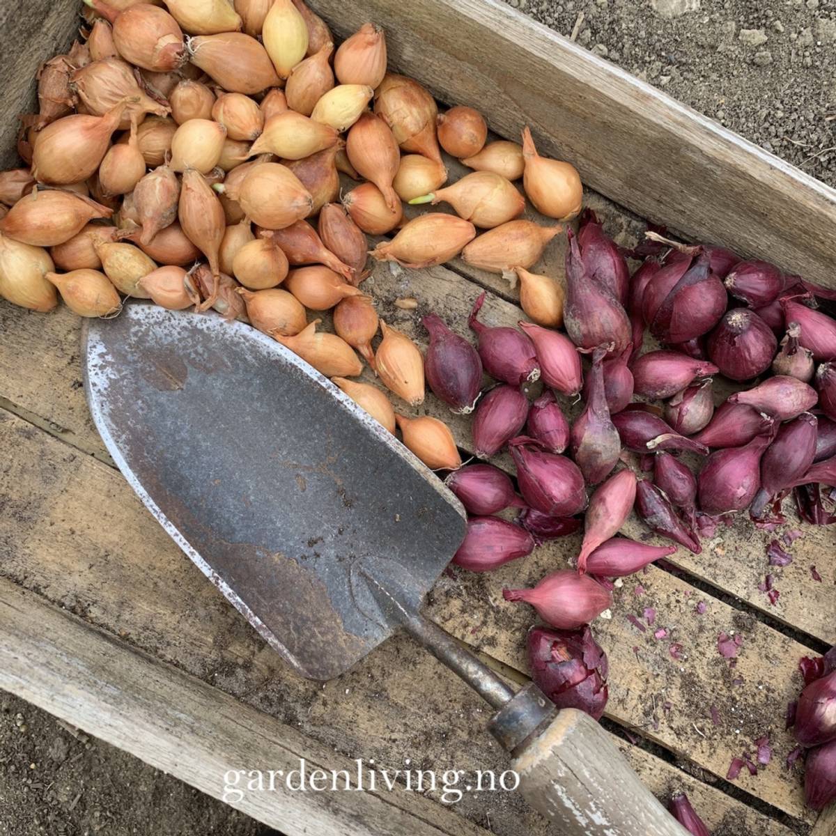 Setteløk, Rød- 'Red Baron' 250 g