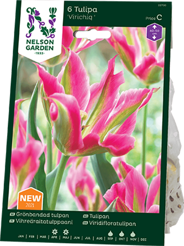 Tulipan 'Virichiq’, Viridifloragruppen - 6 stk