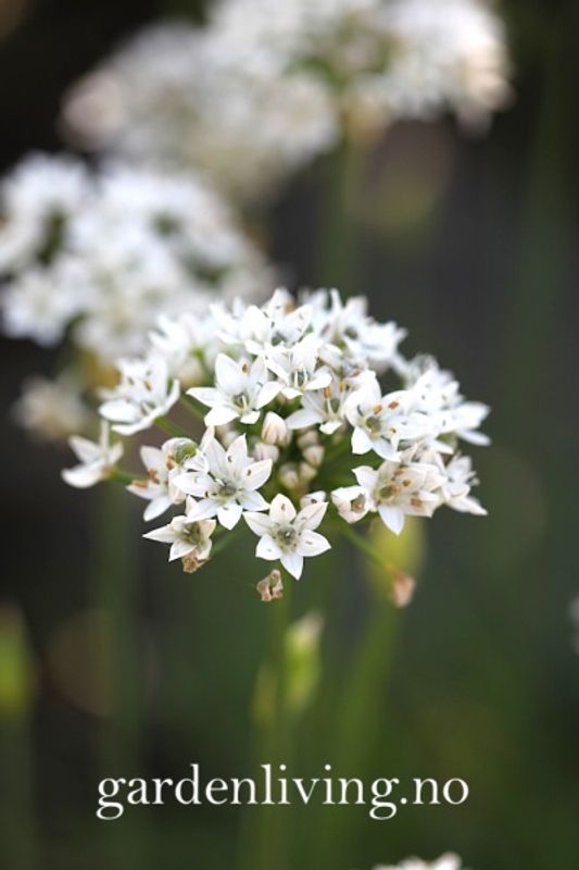 Kinesisk gressløk - Allium tuberosum