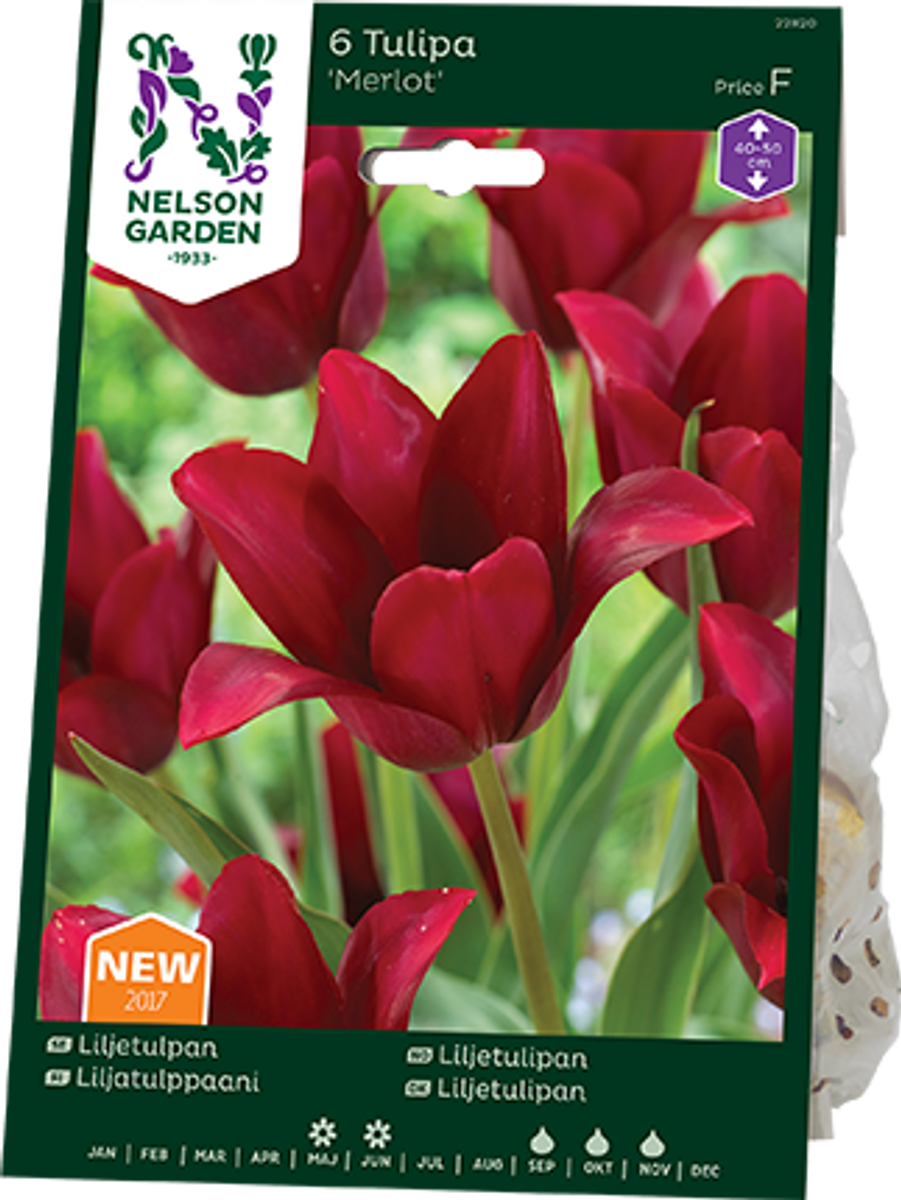 Tulipan 'Merlot', Liljeblomstrende - 7 stk