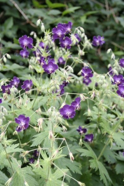 Hovedbilde Brunstorkenebb 'Lily Lovell' - Geranium phaeum