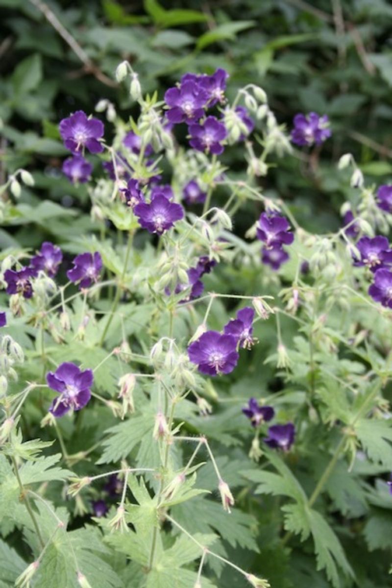 Brunstorkenebb 'Lily Lovell' - Geranium phaeum
