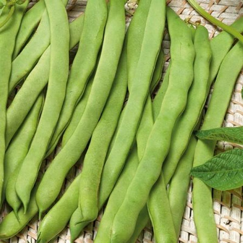 Stangbønne 'Eva - Phaseolus vulgaris