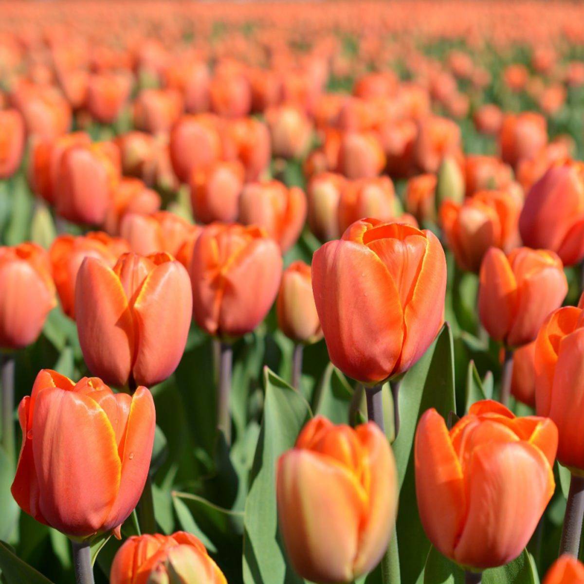 Tulipan 'Triple A', darwinhybrid - 10 stk