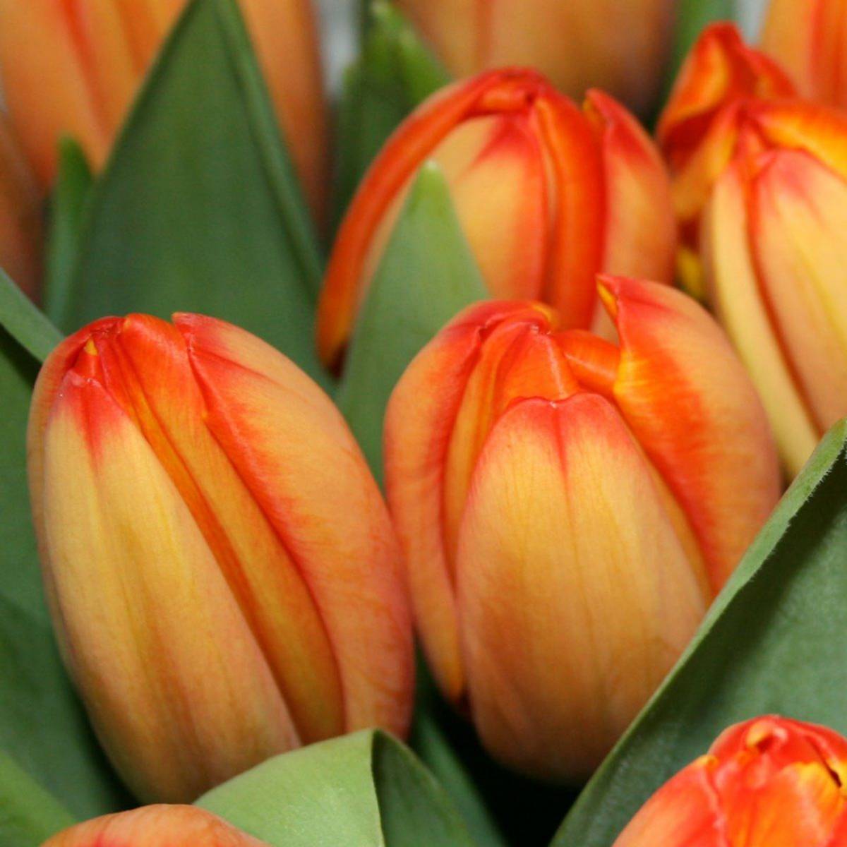Tulipan 'Triple A', darwinhybrid - 10 stk