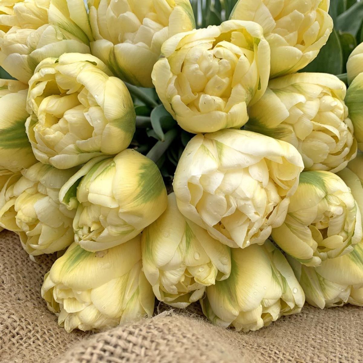 Tulipan 'Yukon', Sen Dobbel - 10 stk