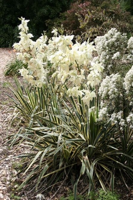Hovedbilde Palmelilje 'Bright Edge' - Yucca filamentosa