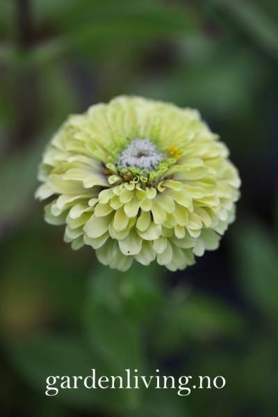 Hovedbilde Sinnia 'Envy' - Zinnia elegans