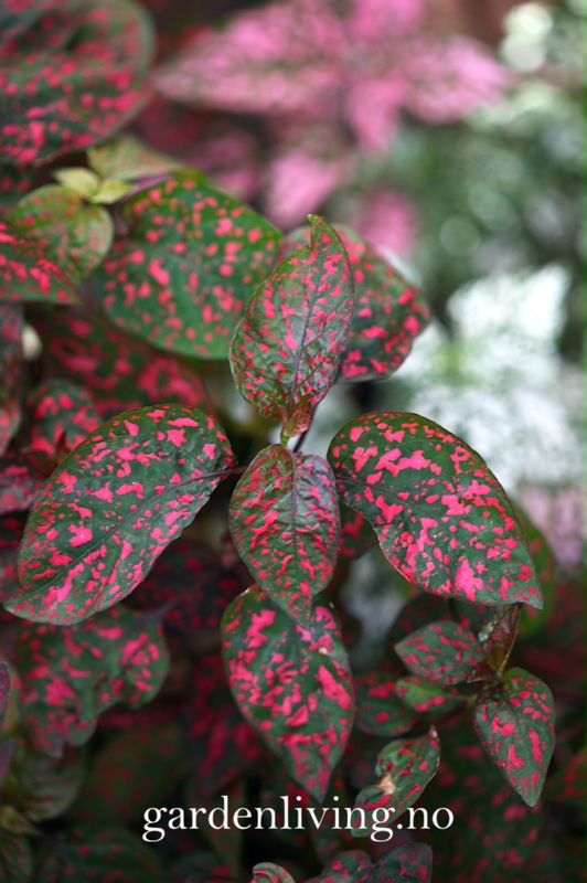 Prikkeplante 'Confetti Mixed' - Hypoestes phyllostachya