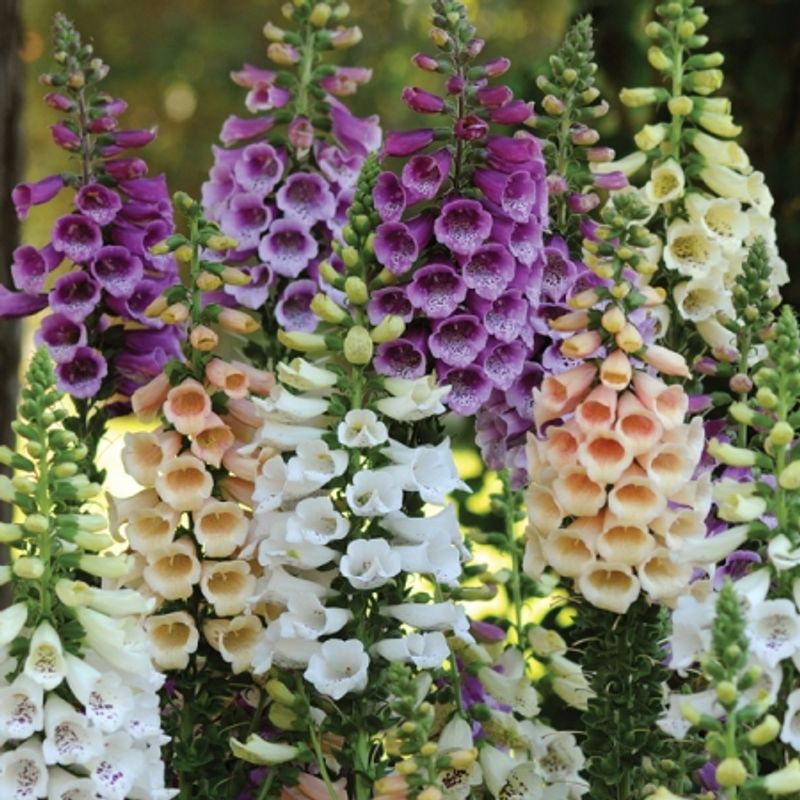 Revebjelle 'Dalmation Mixed - Digitalis purpurea