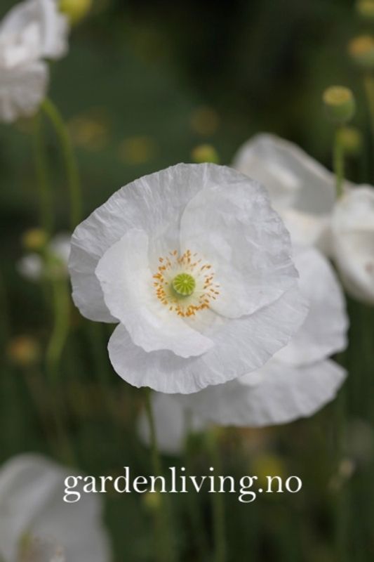 Kornvalmue 'Bridal Silk' - Papaver rhoeas