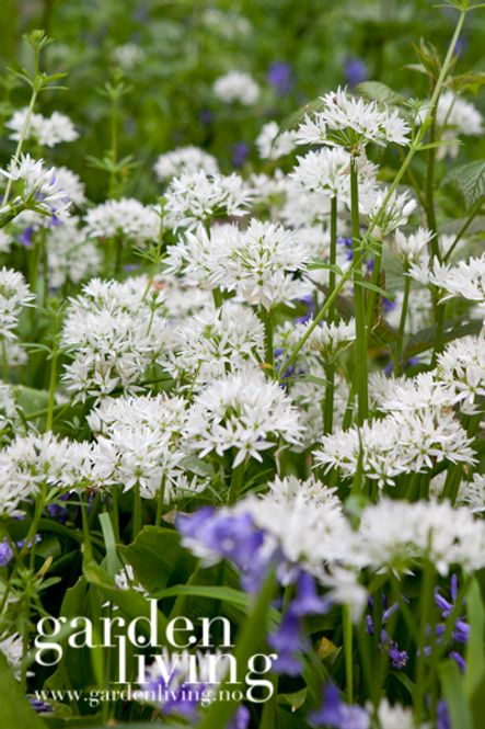 Hovedbilde Ramsløk - Allium ursium