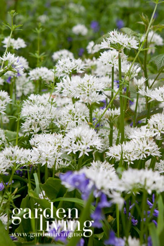 Ramsløk - Allium ursinum