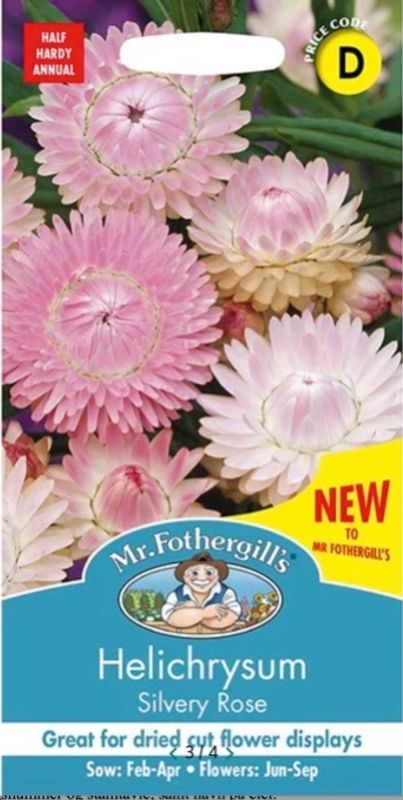 Høststråblomst 'Silvery Rose' - Xerochrysum bracteatum