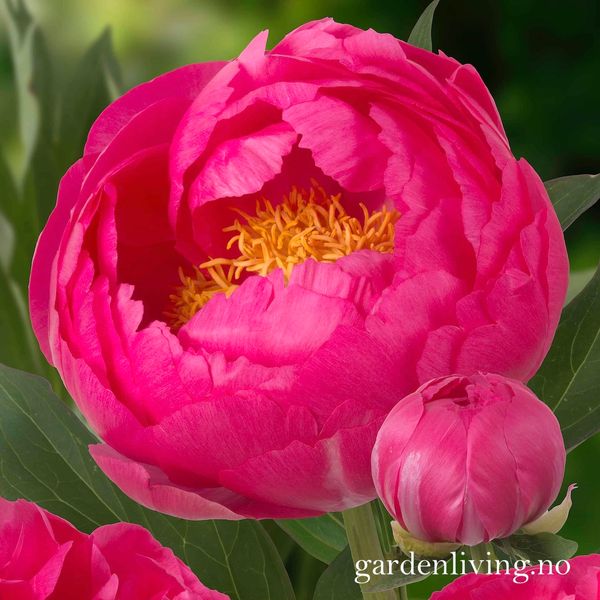 Hovedbilde Silkepion 'Cytherea' - Paeonia lactiflora