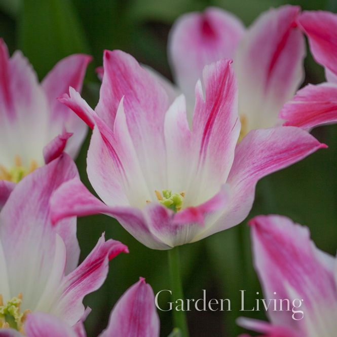 Hovedbilde Tulipan 'Whispering Dream', Liljeblomstrende - 10 stk